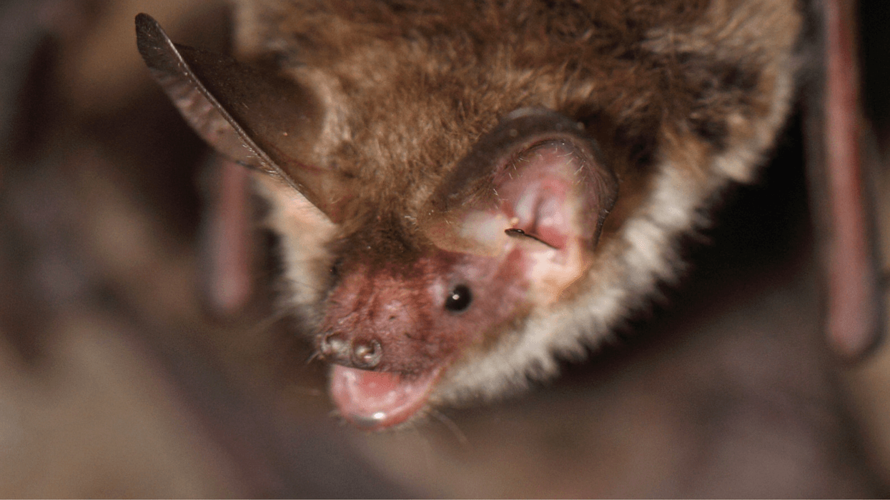 Council refuses permission for new homes after discovering one of Britain's rarest bat species