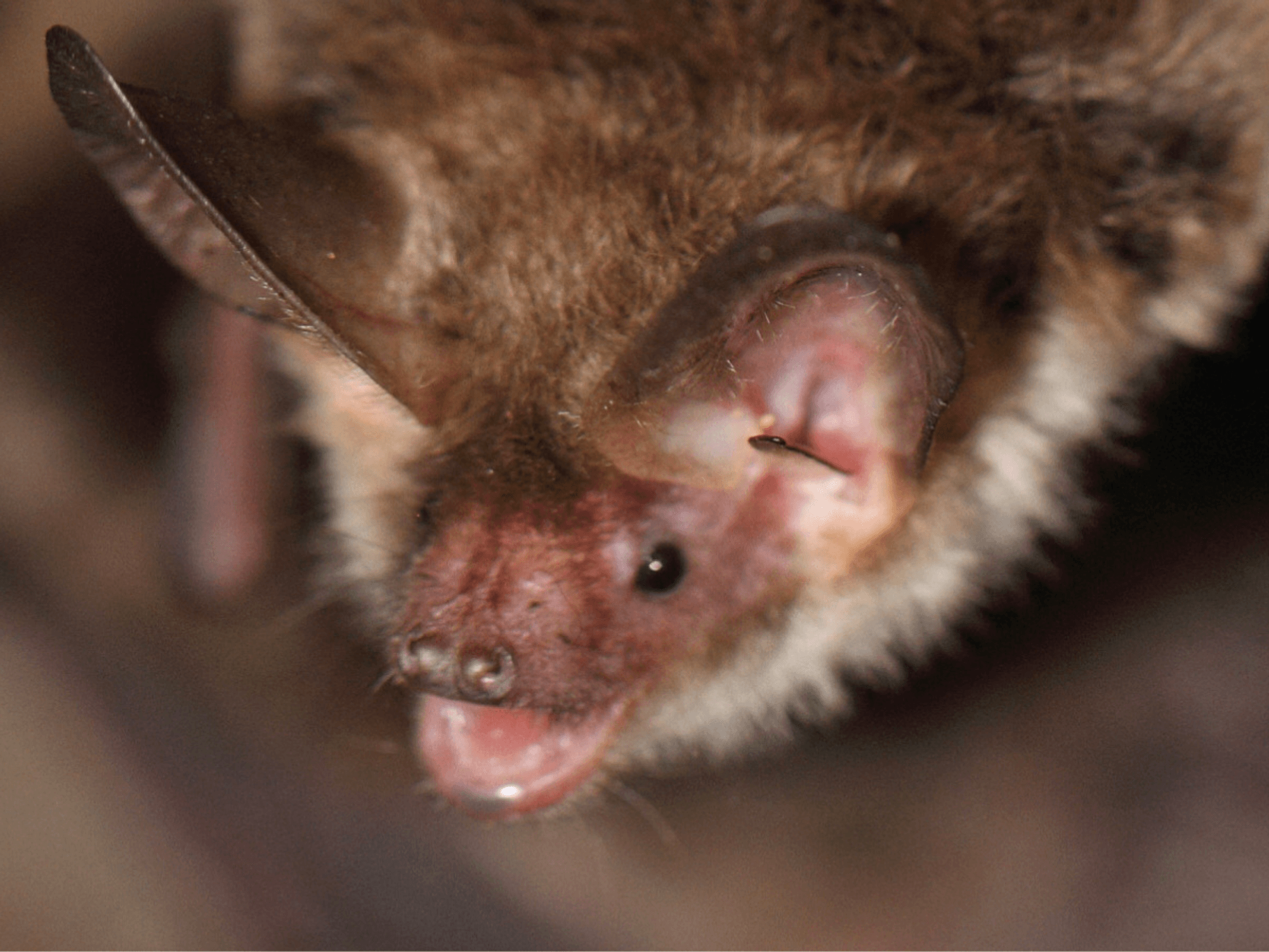 Council refuses permission for new homes after discovering one of Britain's rarest bat species