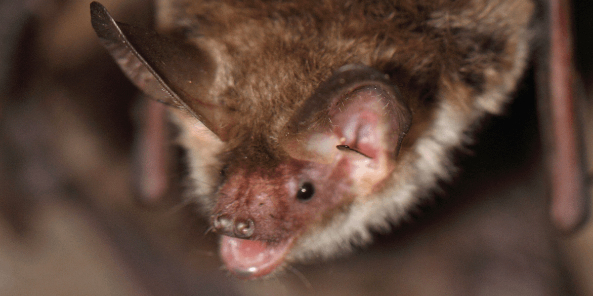 Council refuses permission for new homes after discovering one of Britain’s rarest bat species Council refuses permission for new homes after discovering one of Britain’s rarest bat species