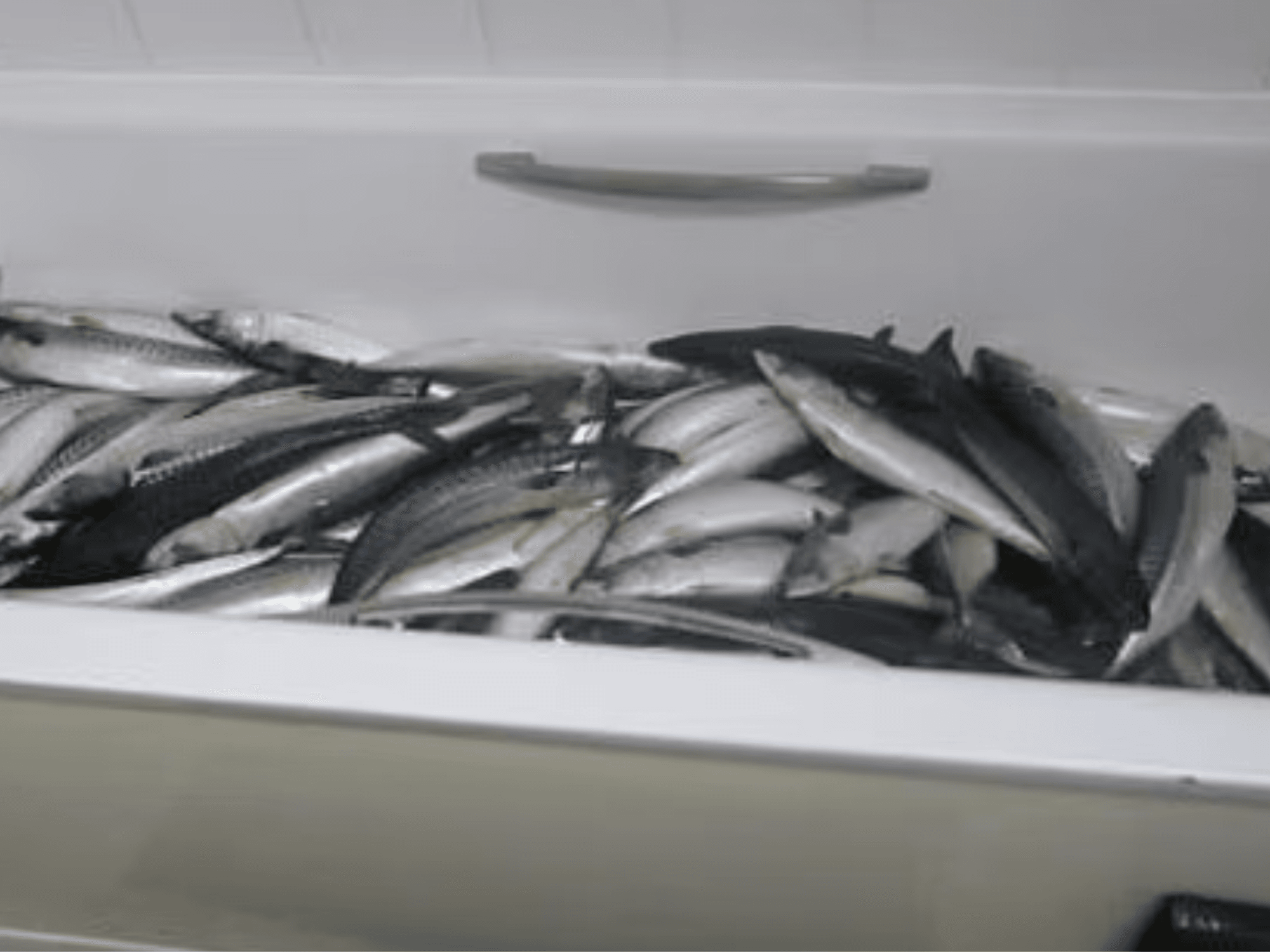 'Disgusting!' Chef kept fish in his bathtub before selling them to supermarkets in ready meals