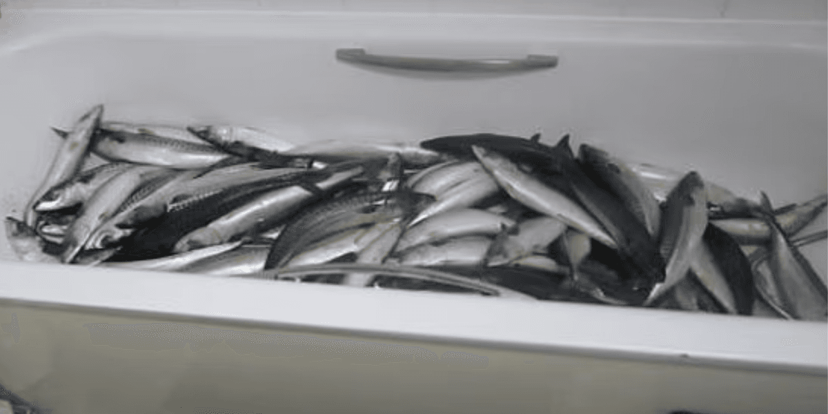 Chef kept fish in his bathtub before selling them to supermarkets in ‘disgusting’ ready meals Chef kept fish in his bathtub before selling them to supermarkets in ‘disgusting’ ready meals