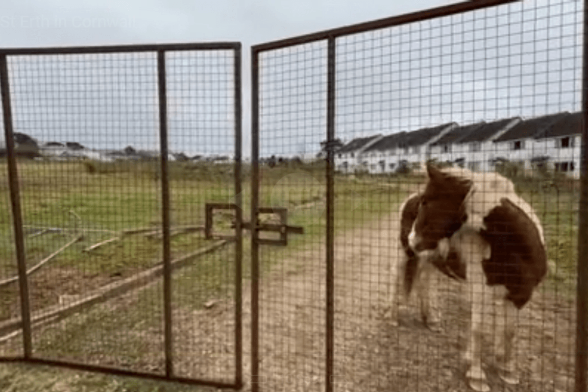 Fury erupts after pair of squatters descend on Cornish village with ponies and Rottweilers
