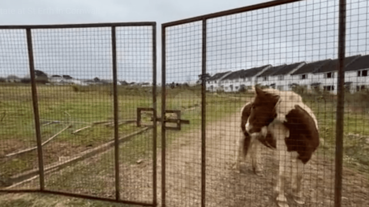 Fury erupts after pair of squatters descend on Cornish village with ponies and Rottweilers