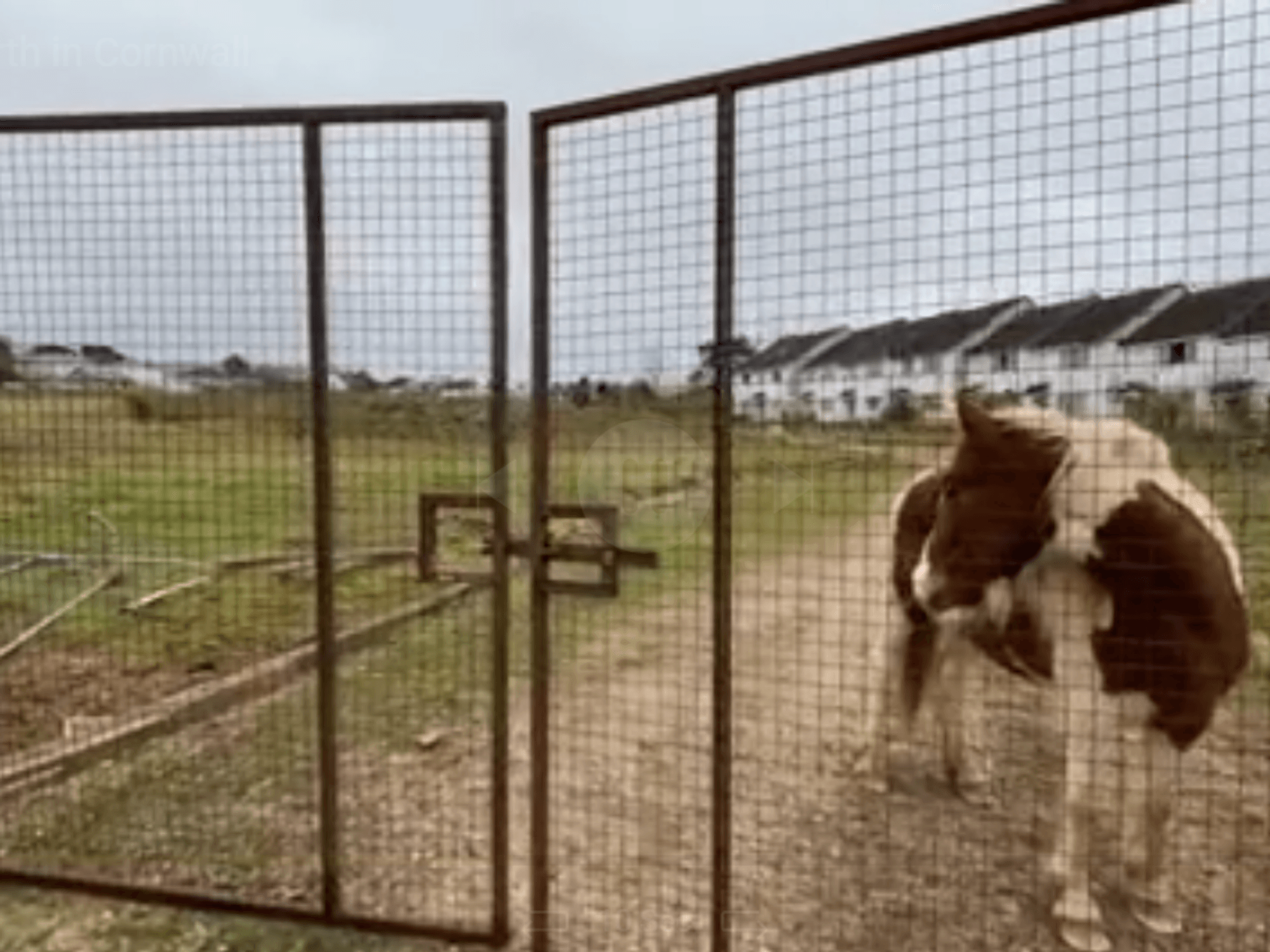 Fury erupts after pair of squatters descend on Cornish village with ponies and Rottweilers