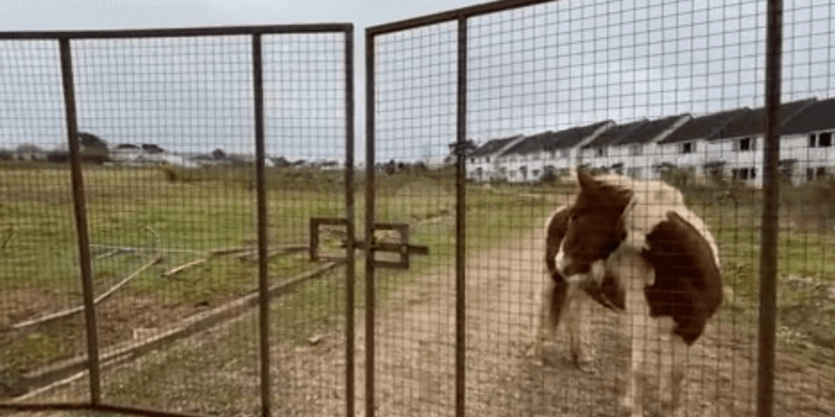 Fury erupts after pair of squatters descend on Cornish village with ponies and Rottweilers Fury erupts after pair of squatters descend on Cornish village with ponies and Rottweilers