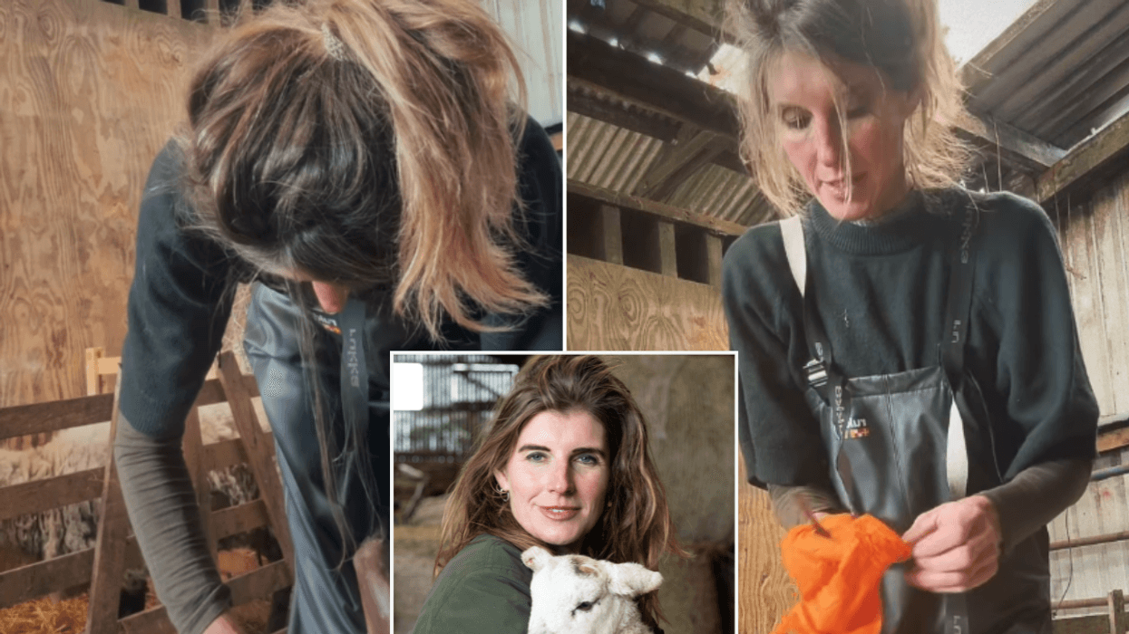 Amanda Owen backlash erupts over ‘graphic’ lamb video: ‘You should be ashamed!’