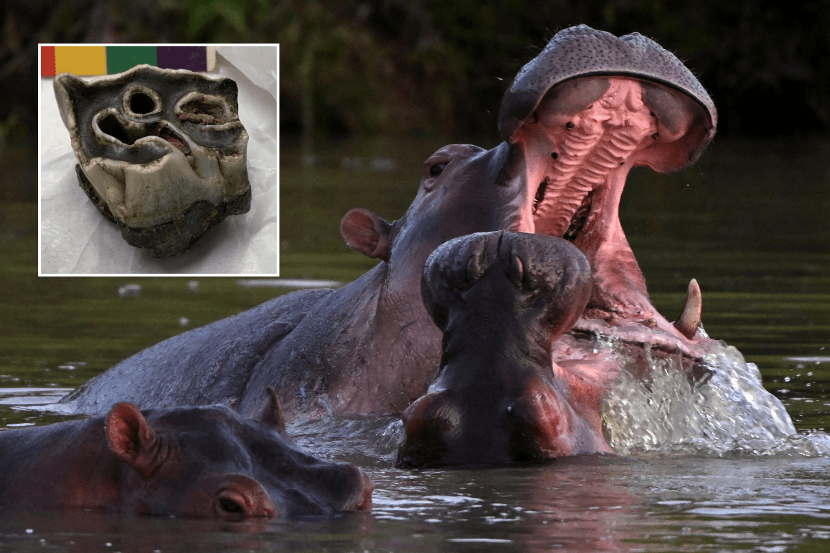 Ancient hippopotamus that roamed Britain 120,000 years ago found in Welsh cave
