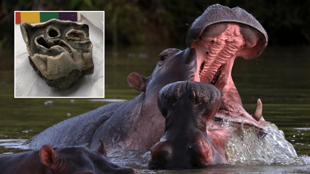 Ancient hippopotamus that roamed Britain 120,000 years ago found in Welsh cave