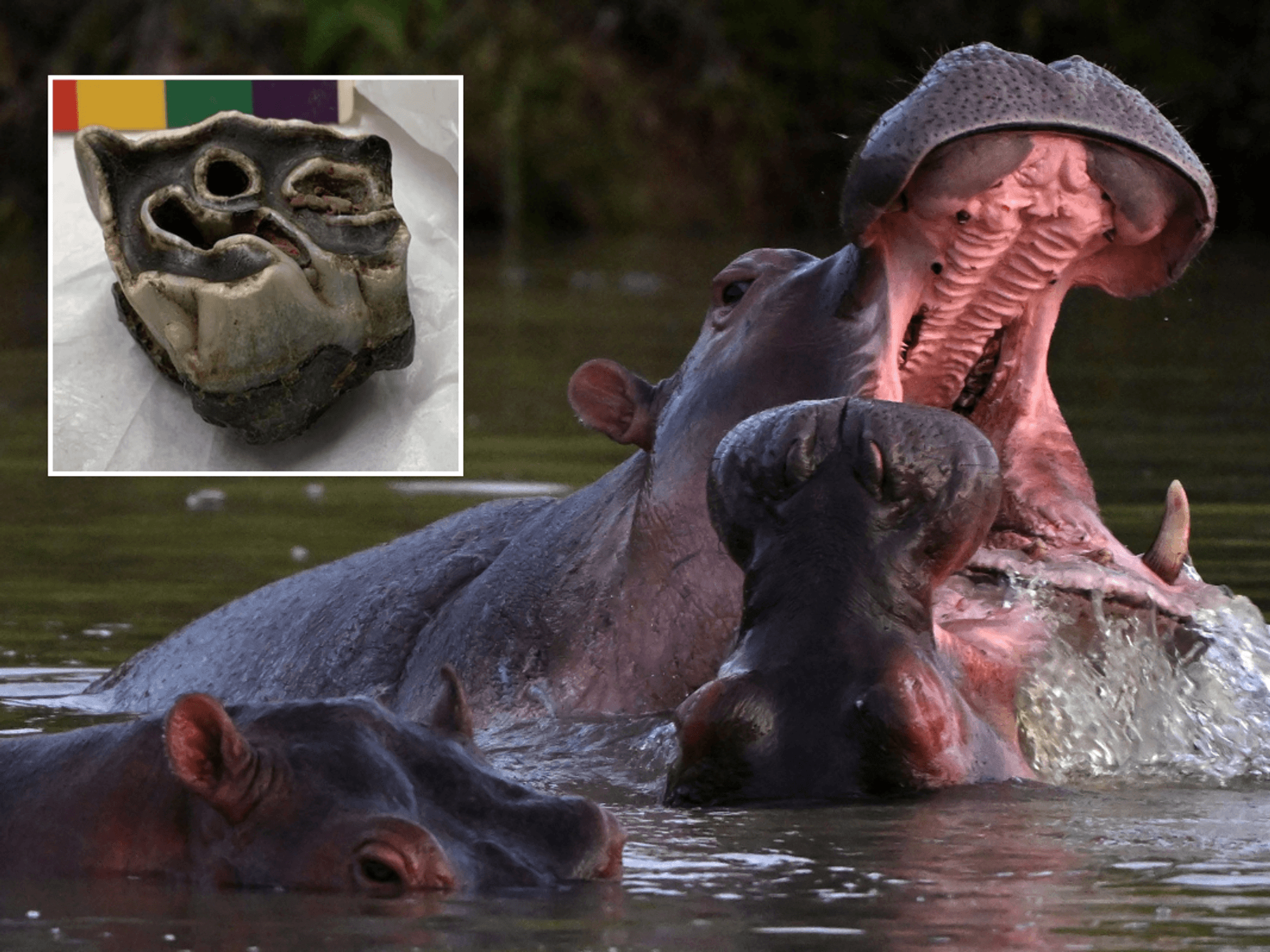 Ancient hippopotamus that roamed Britain 120,000 years ago found in Welsh cave