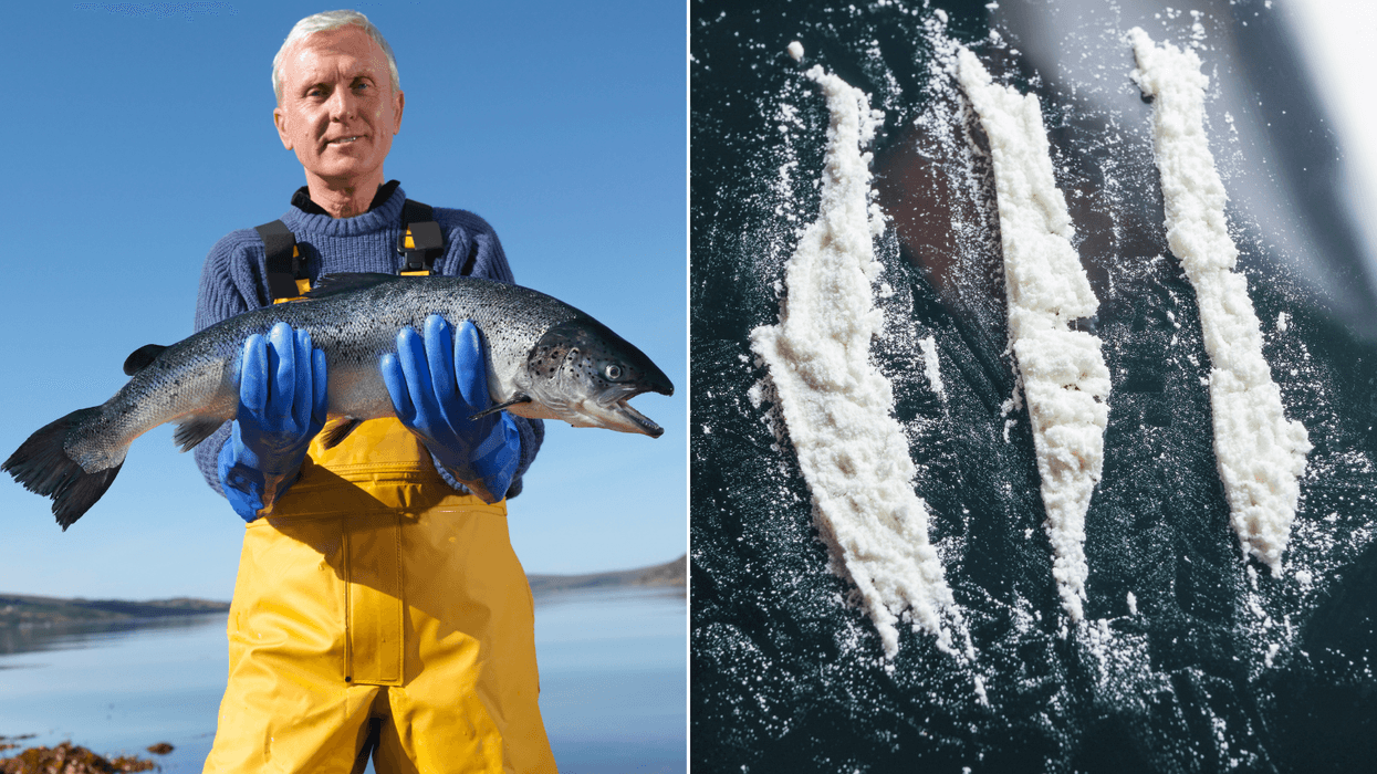 Scientists reveal findings of bizarre study which saw salmon fed COCAINE