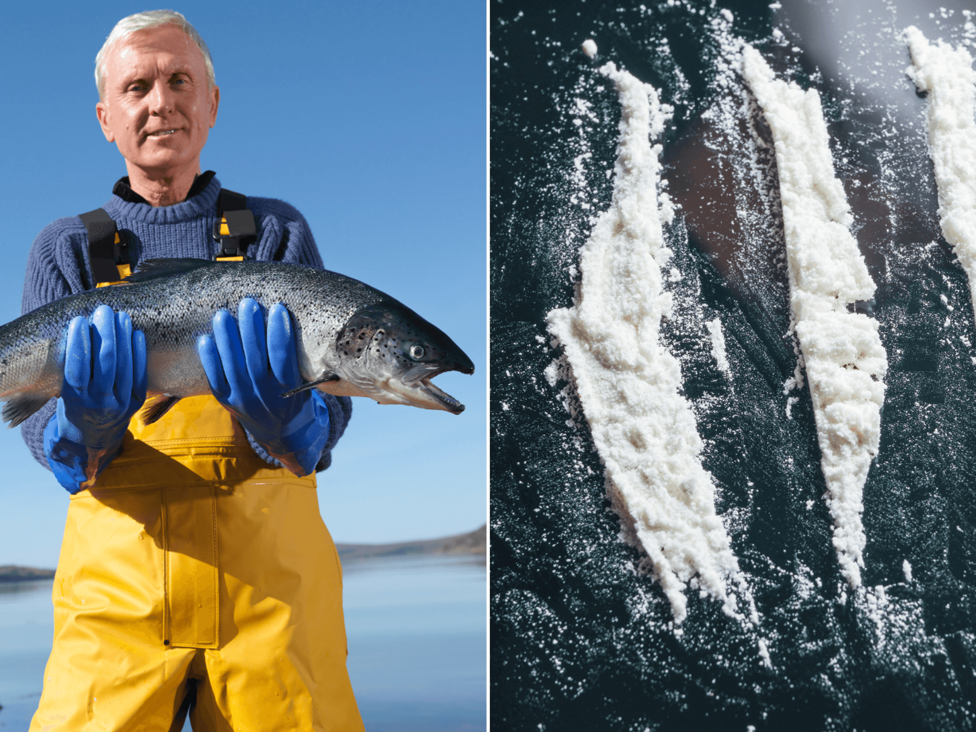 Scientists reveal findings of bizarre study which saw salmon fed COCAINE