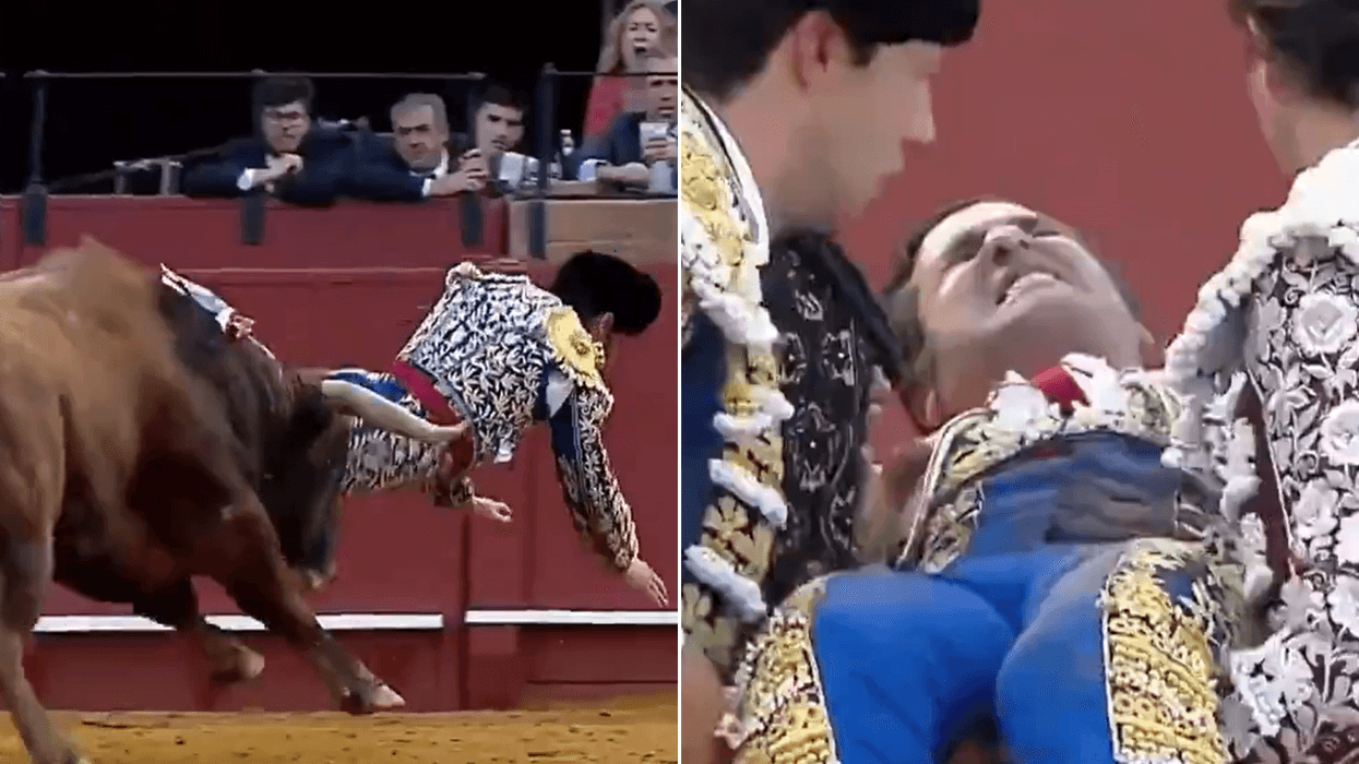 Spain's most celebrated matador is gored by bull just minutes after retirement comeback