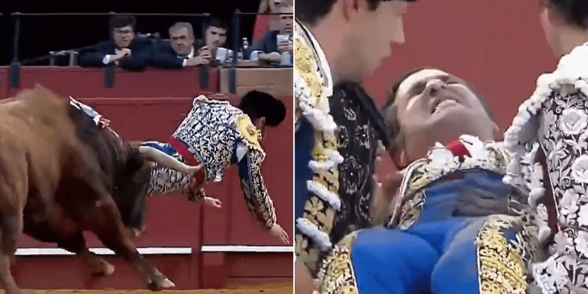 Country’s most celebrated matador is gored by bull just minutes after retirement comeback Country’s most celebrated matador is gored by bull just minutes after retirement comeback