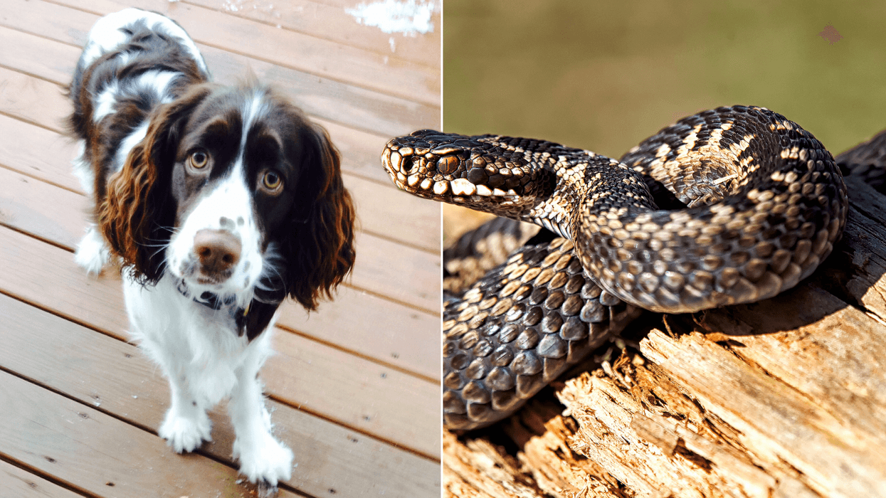 Urgent snake warning issued after beloved dog dies from adder bite on popular Welsh beach