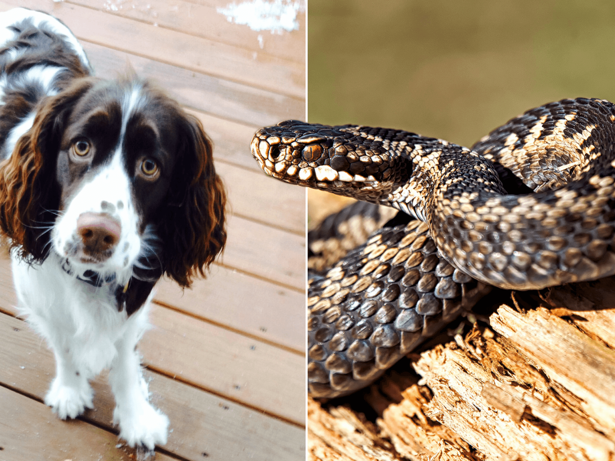 Urgent snake warning issued after beloved dog dies from adder bite on popular Welsh beach