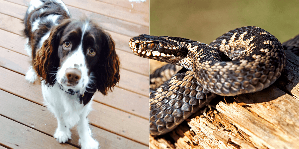Snake warning issued after beloved dog dies from bite on popular Welsh beach Snake warning issued after beloved dog dies from bite on popular Welsh beach