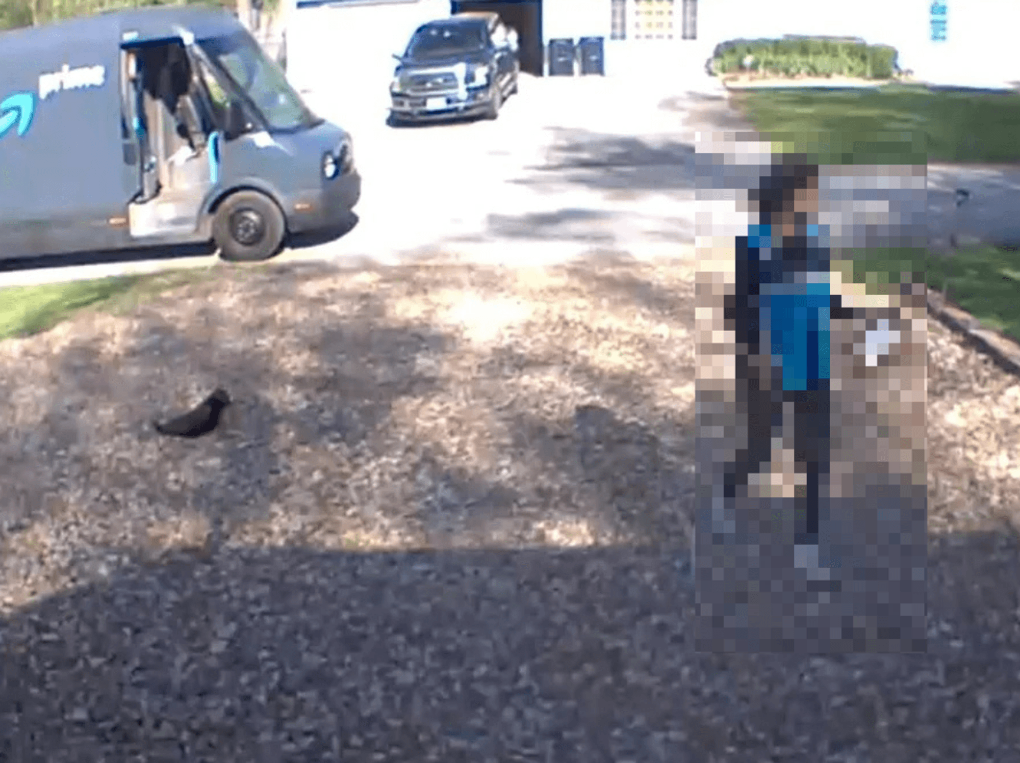 Amazon driver 'steals' elderly cat during delivery as family calls for company to be 'held accountable'