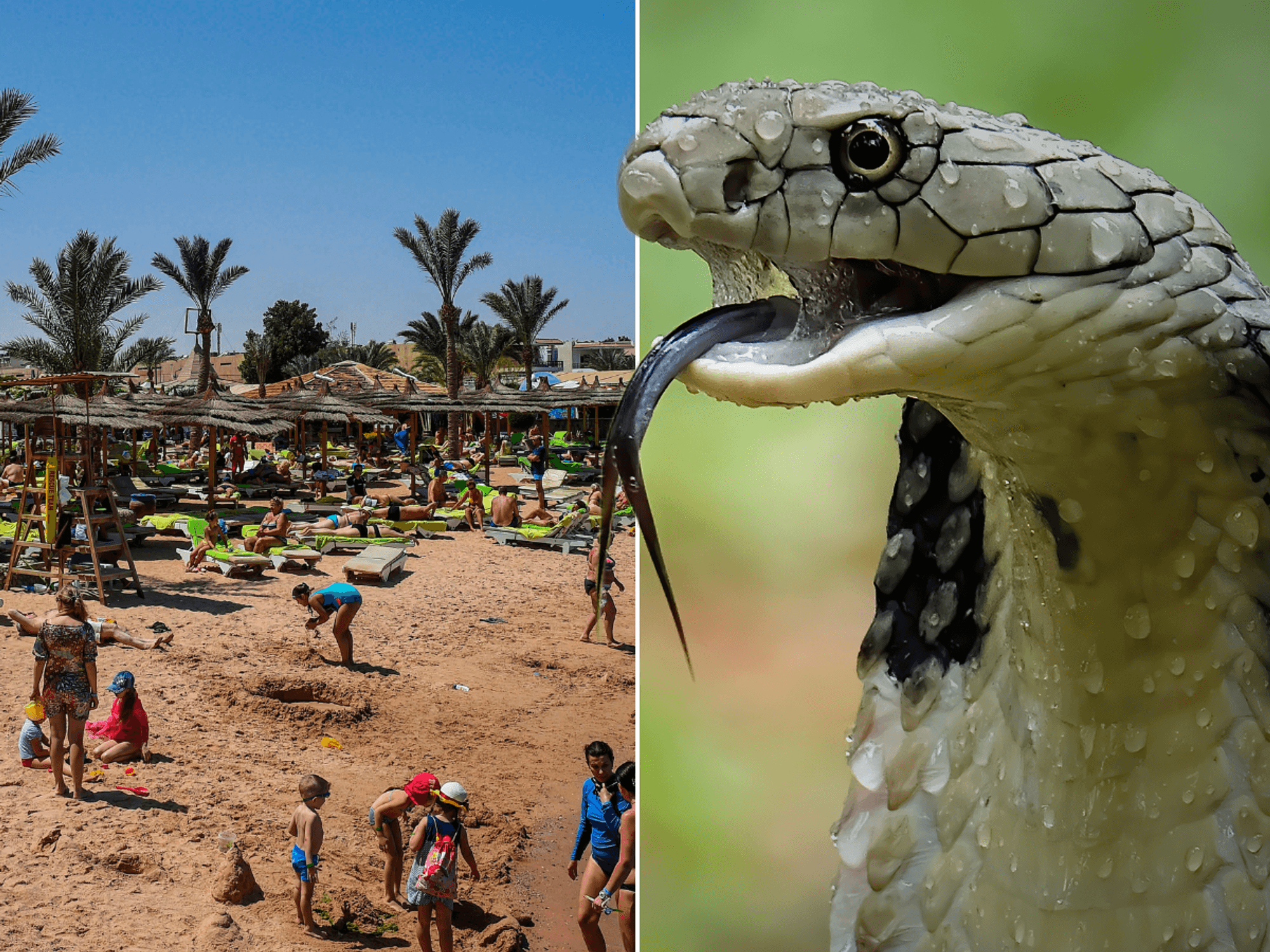 Tourist dies from 'cobra bite' in Egypt after snake charmer let it crawl into his trousers