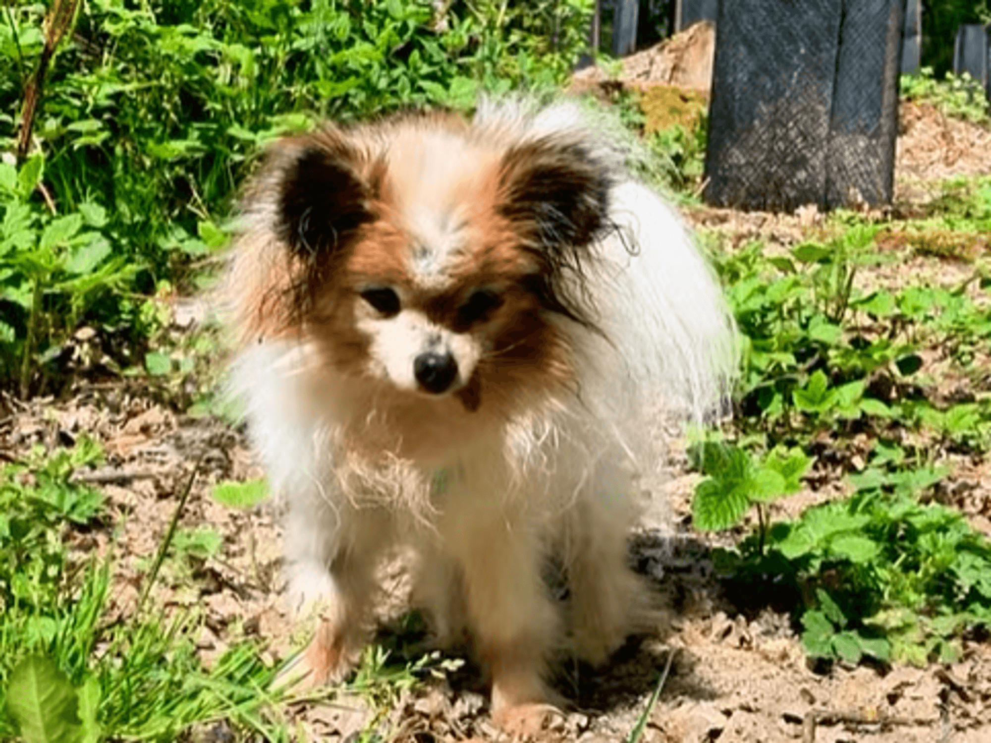 French rescue dog could be oldest in the world as Guinness World Records assesses '30-year-old' pooch