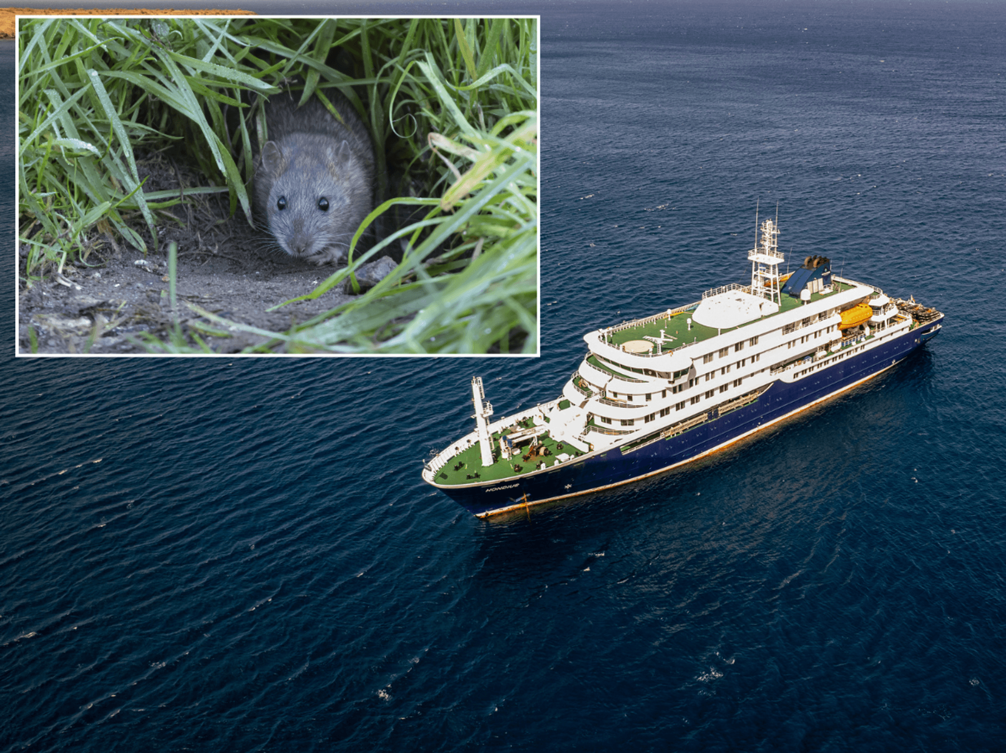British tourist fighting for his life after 'rare rodent virus' breaks out on cruise ship killing three