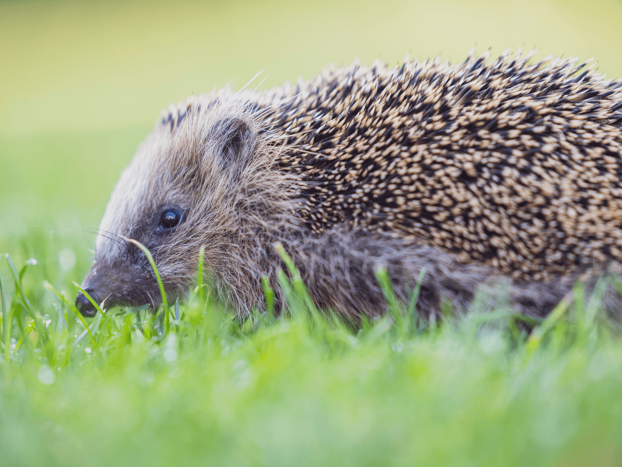 Britons urged to act this national Hedgehog Awareness Week to protect declining species