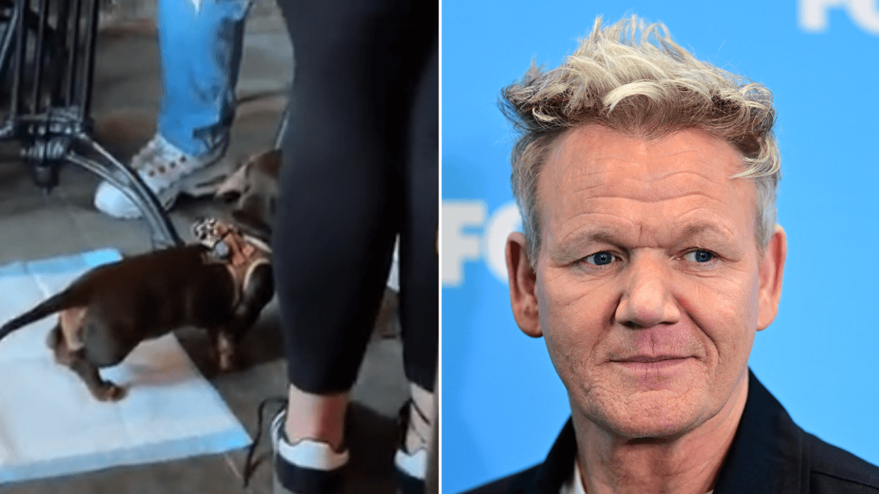 Gordon Ramsay hits back at viral dog controversy after restaurant hygiene claims: 'Exaggerated!'