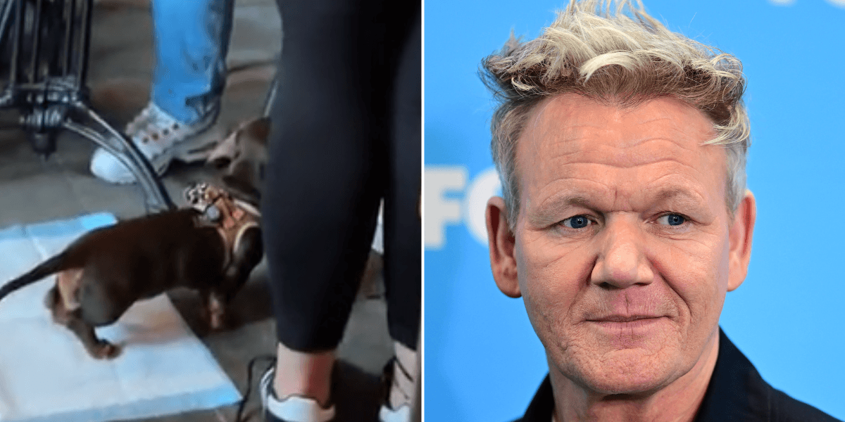 Gordon Ramsay hits back at viral dog controversy after restaurant hygiene claims: ‘Exaggerated!’ Gordon Ramsay hits back at viral dog controversy after restaurant hygiene claims: ‘Exaggerated!’