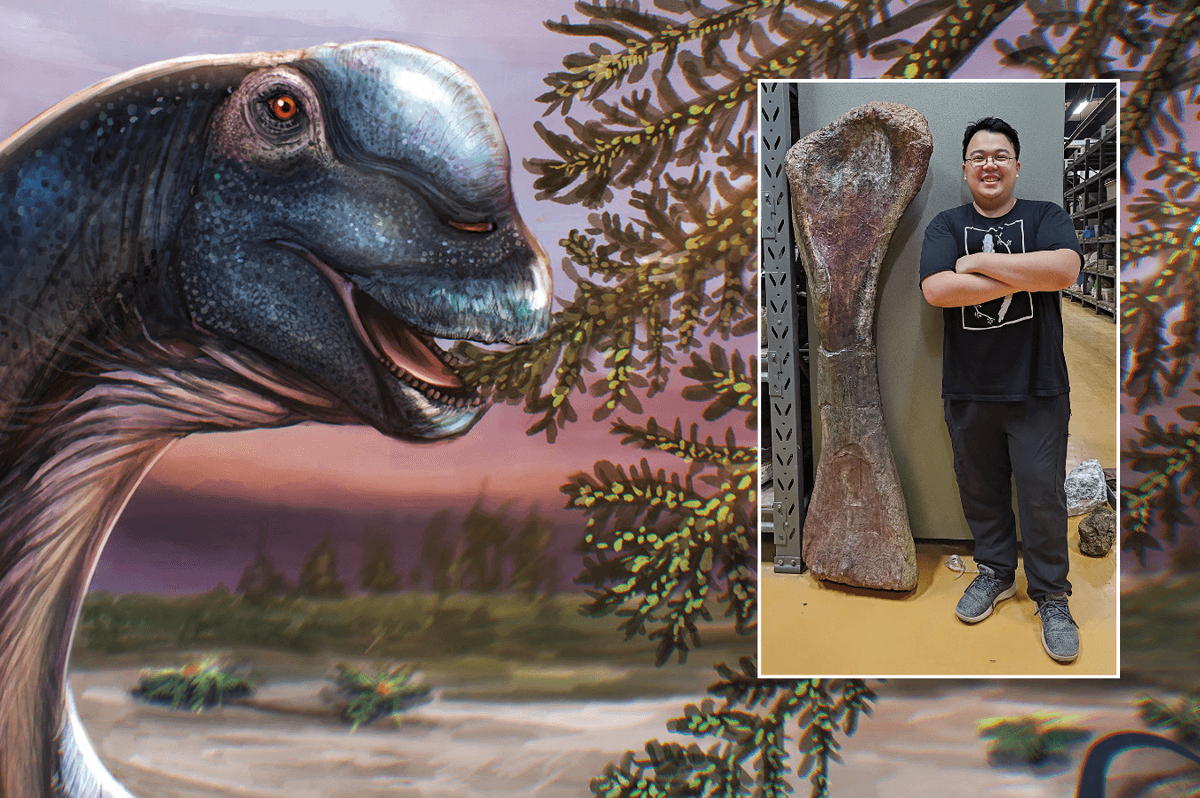 Giant new 88ft dinosaur weighing 27 tonnes discovered by British researchers from fossils in Thailand