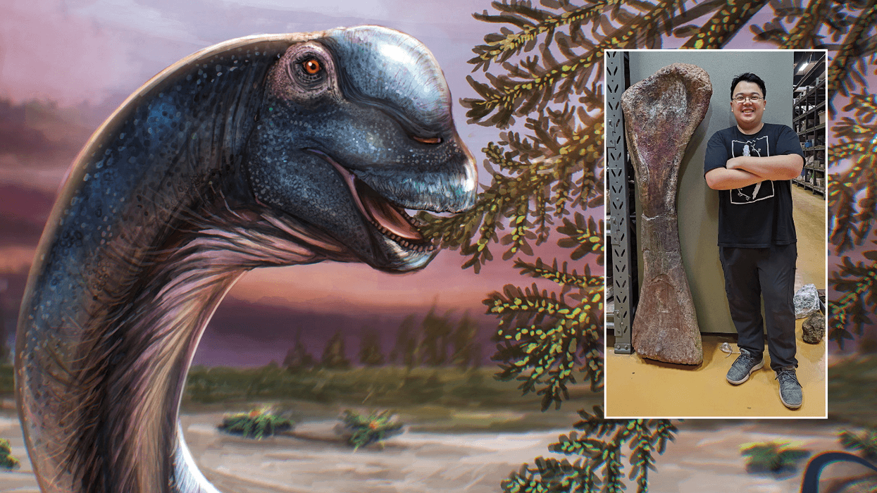 Giant new 88ft dinosaur weighing 27 tonnes discovered by British researchers from fossils in Thailand