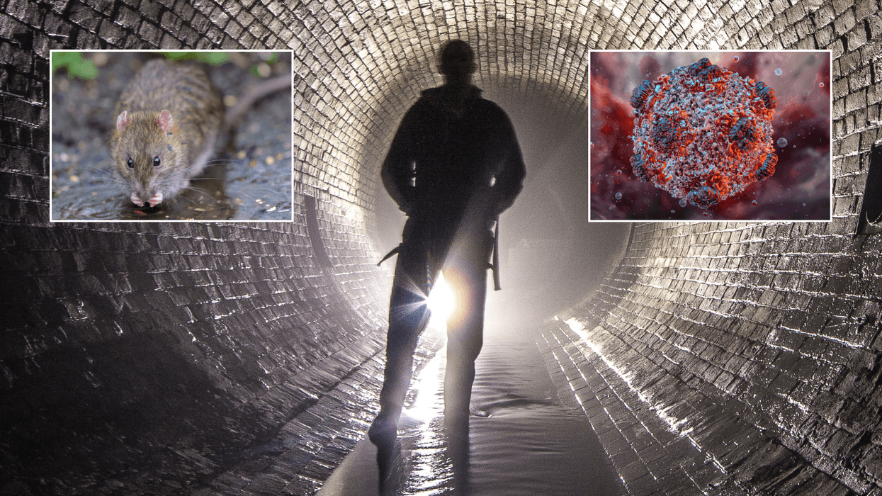 Doctors warn deadly hantavirus could spread through Britain's sewers
