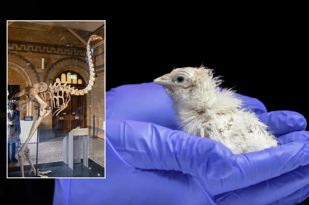 Science breakthrough in battle to bring back extinct 12ft-tall giant bird as first chick hatches from artificial egg