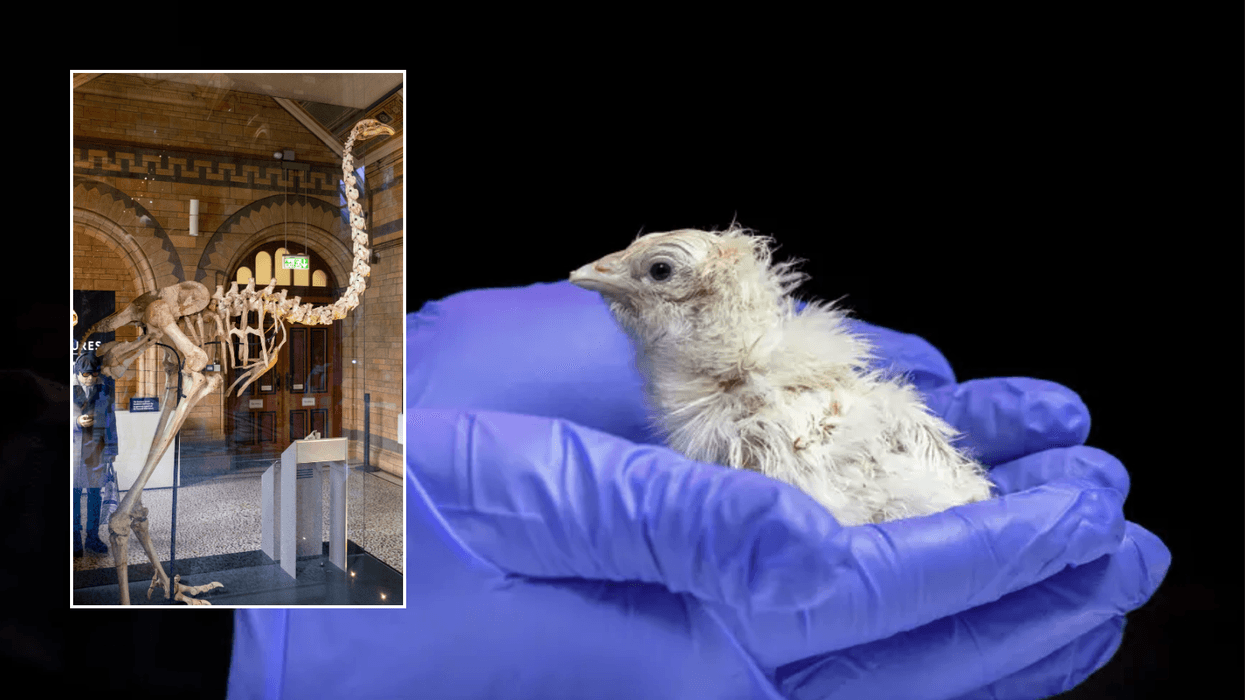 Science breakthrough in battle to bring back extinct 12ft-tall giant bird as first chick hatches ...