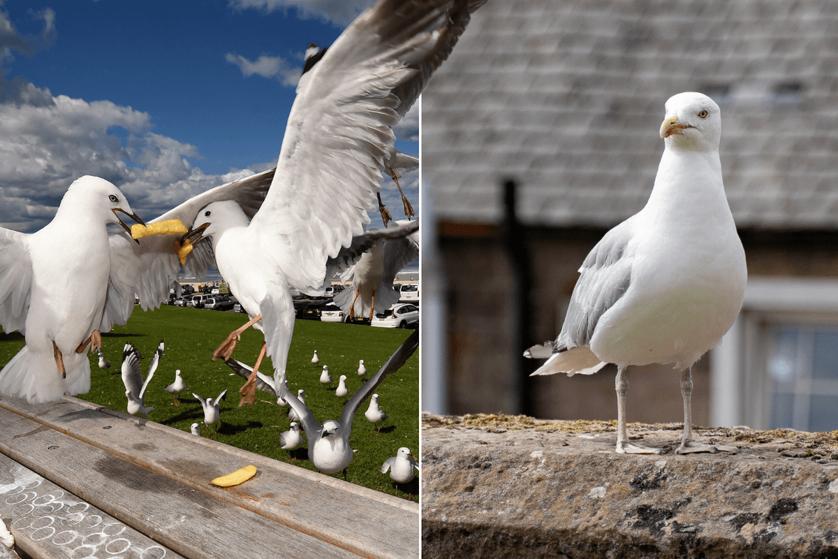 'We've given control to the gulls!' Councillors surrender in war on seagulls 'colonising' historic city