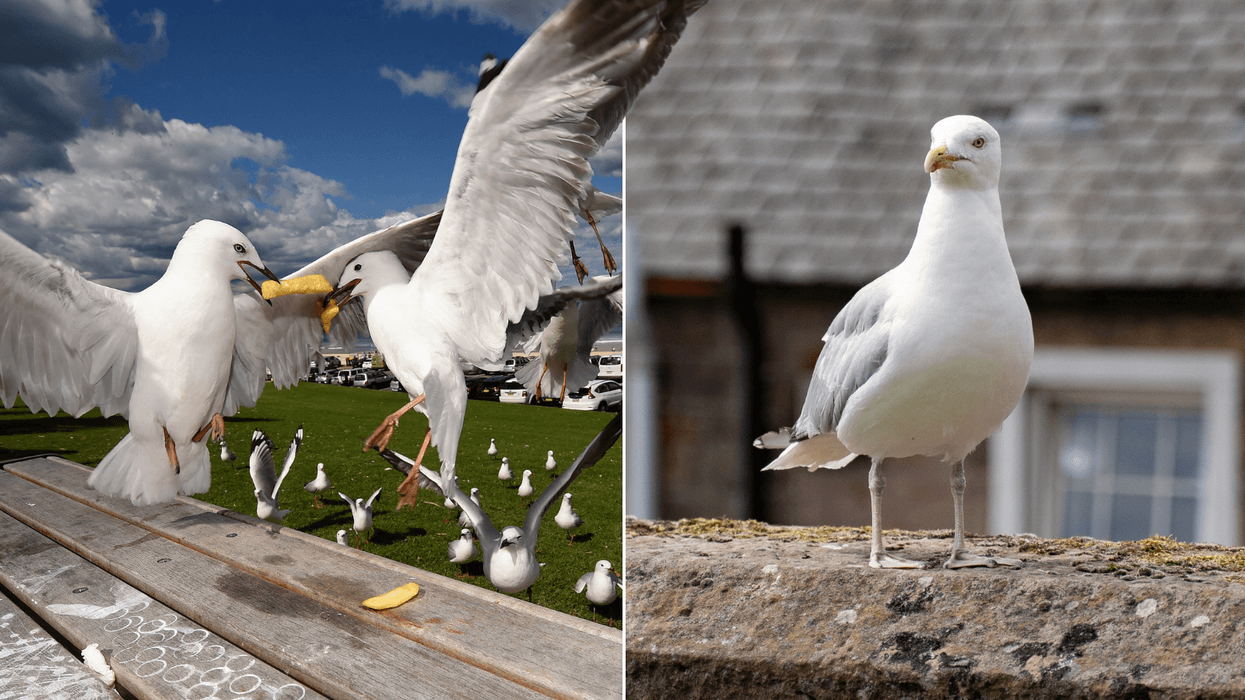 'We've given control to the gulls!' Councillors surrender in war on seagulls 'colonising' historic city