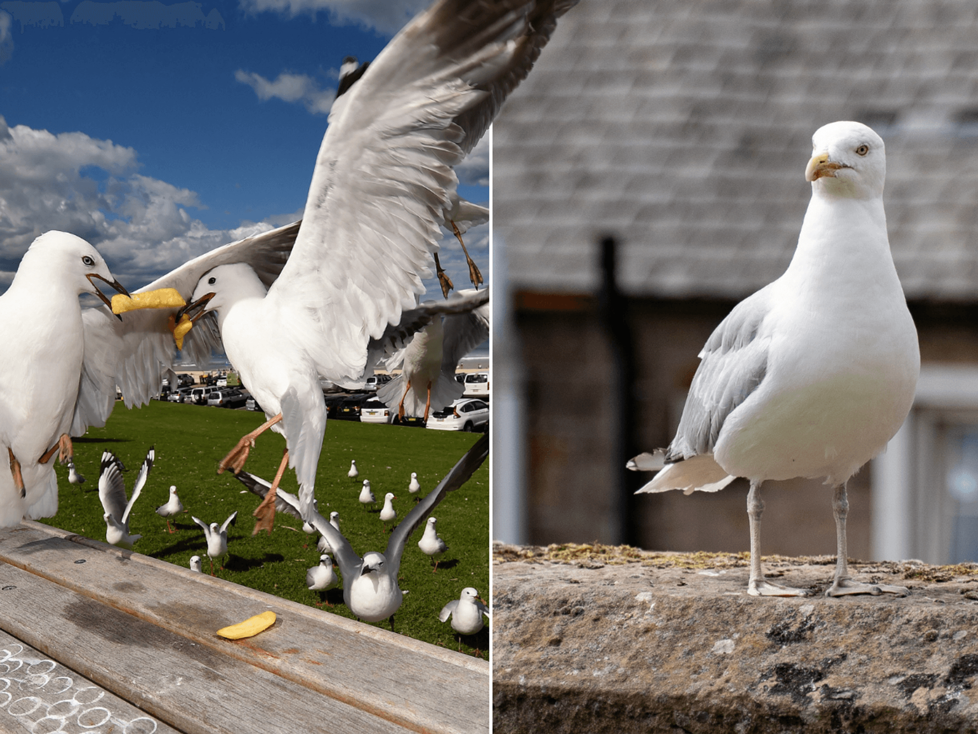 'We've given control to the gulls!' Councillors surrender in war on seagulls 'colonising' historic city