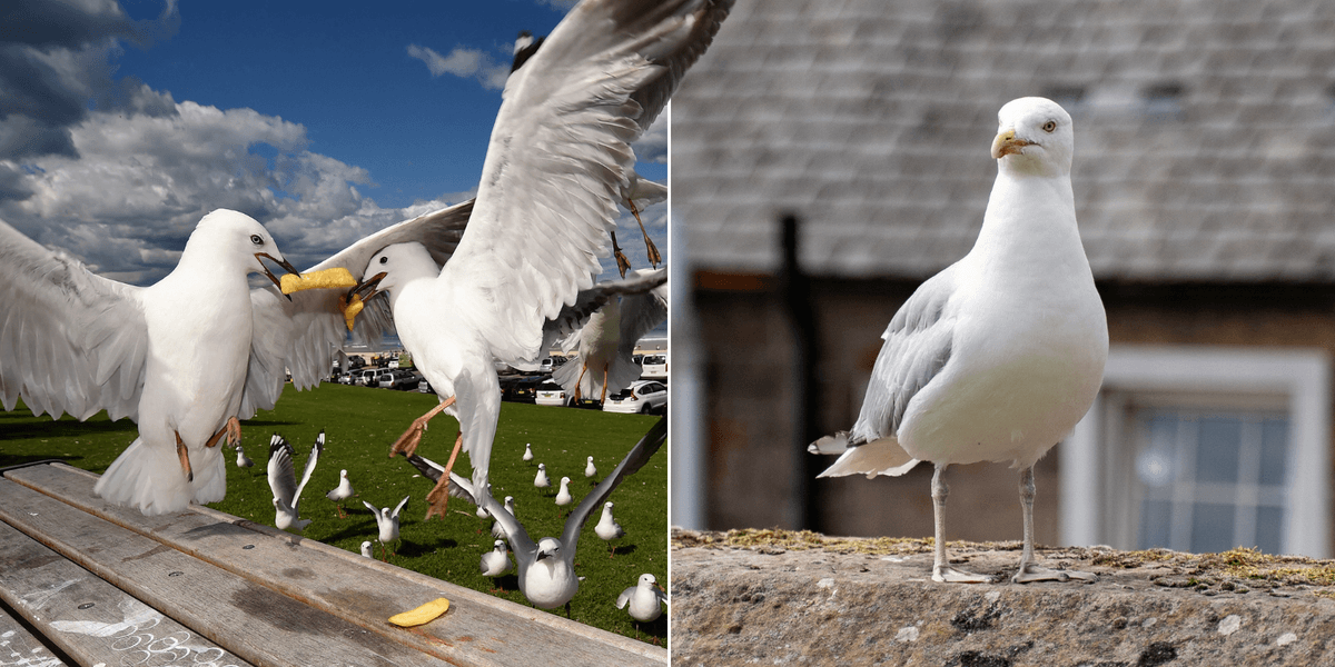 Inverness councillors surrender in war on seagulls ‘colonising’ historic city Inverness councillors surrender in war on seagulls ‘colonising’ historic city