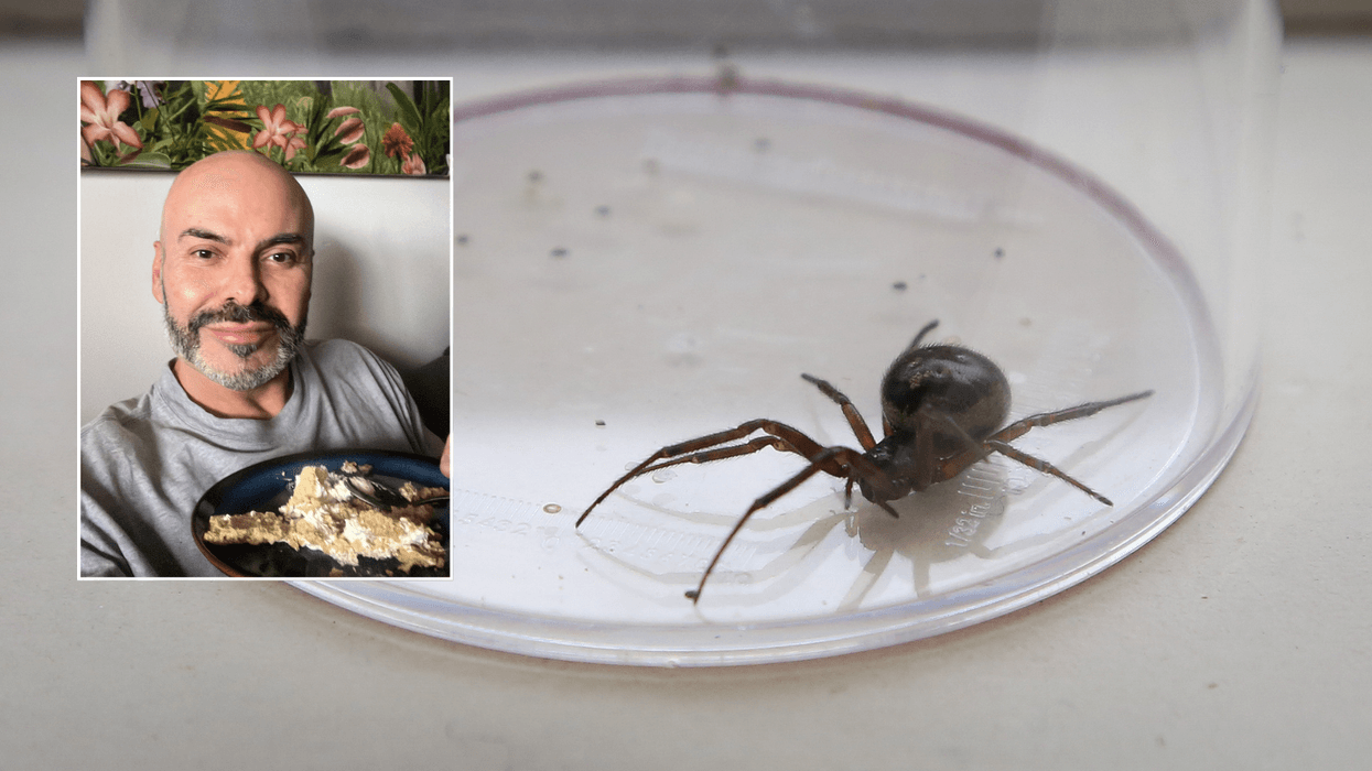 Briton left with massive hole in his chest after getting bitten by 'UK's most dangerous spider'