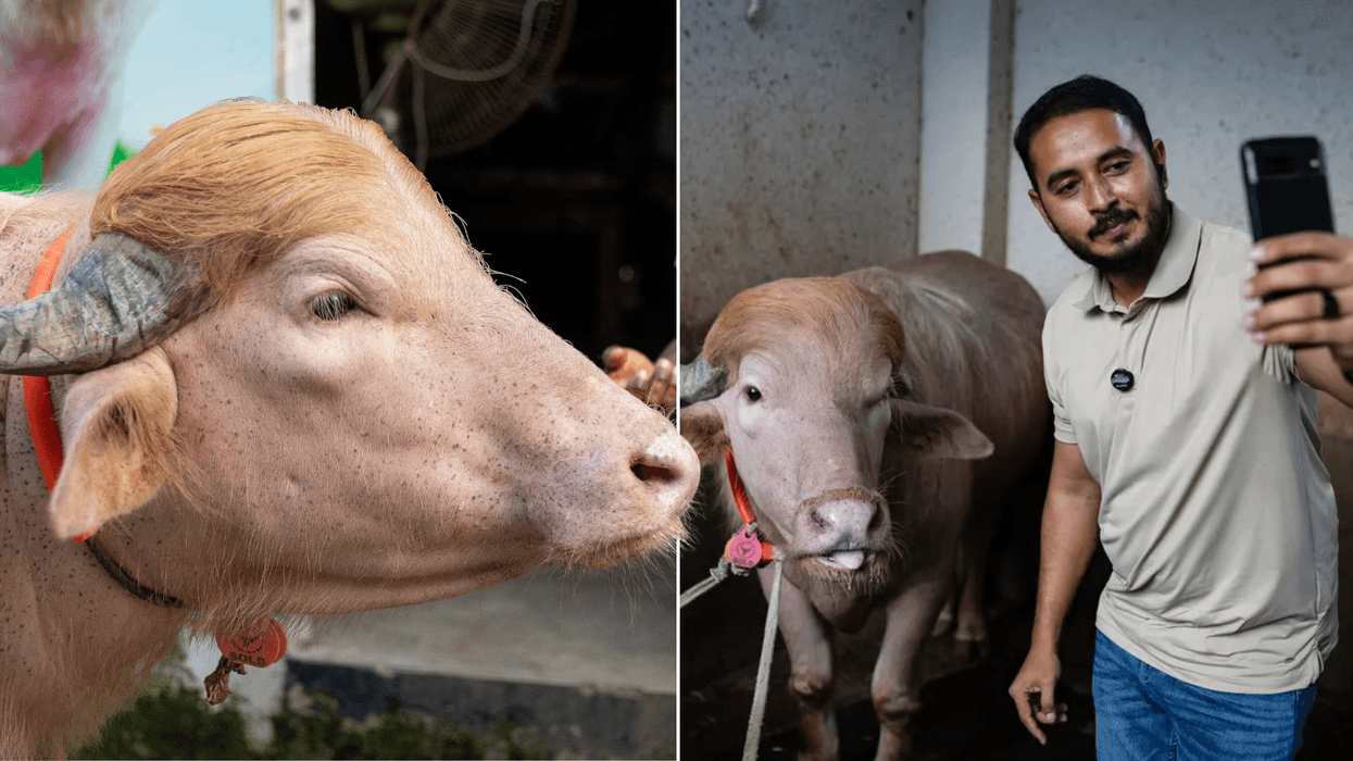 Muslim worshippers to sacrifice 'Donald Trump buffalo' for Eid