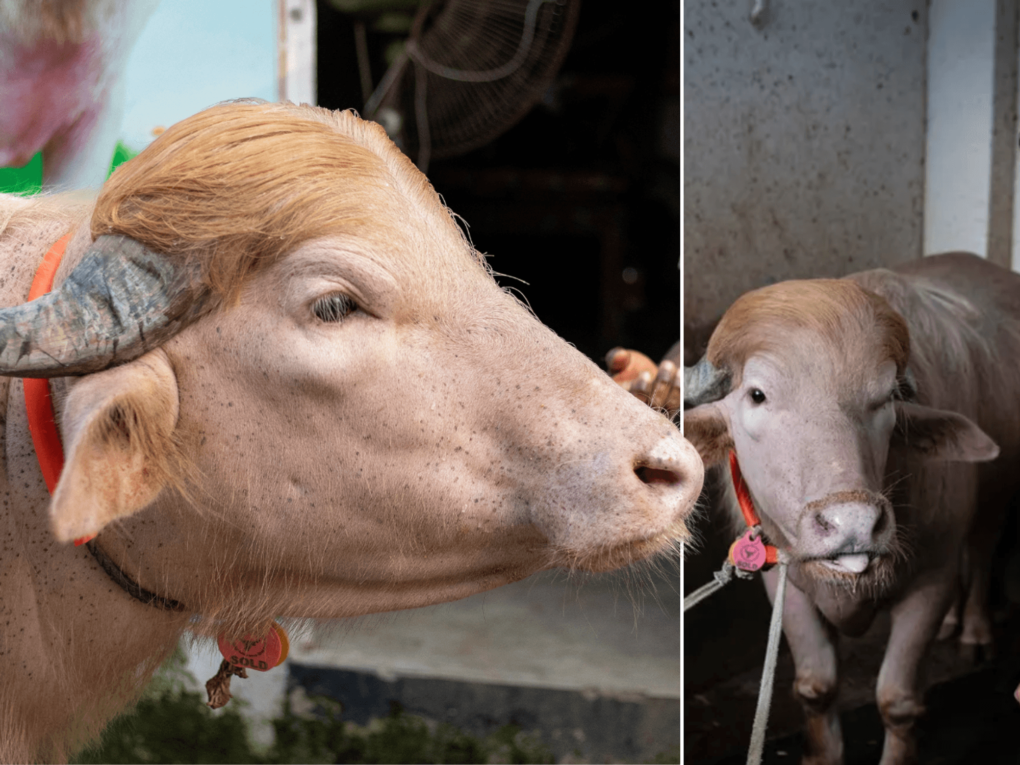 Muslim worshippers to sacrifice 'Donald Trump buffalo' for Eid