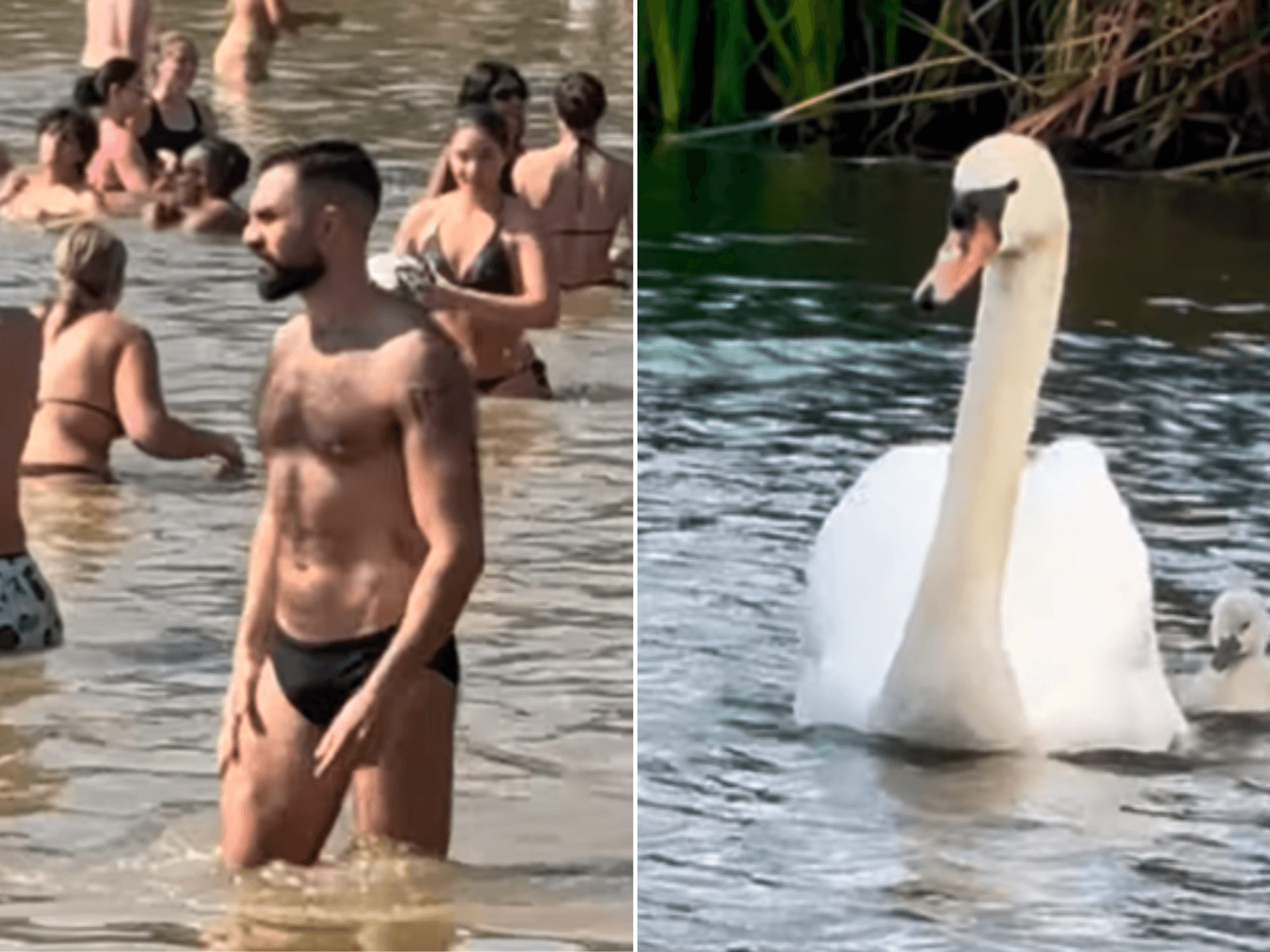 Swimmers slammed for disturbing swans after heatwave plunge in London pond
