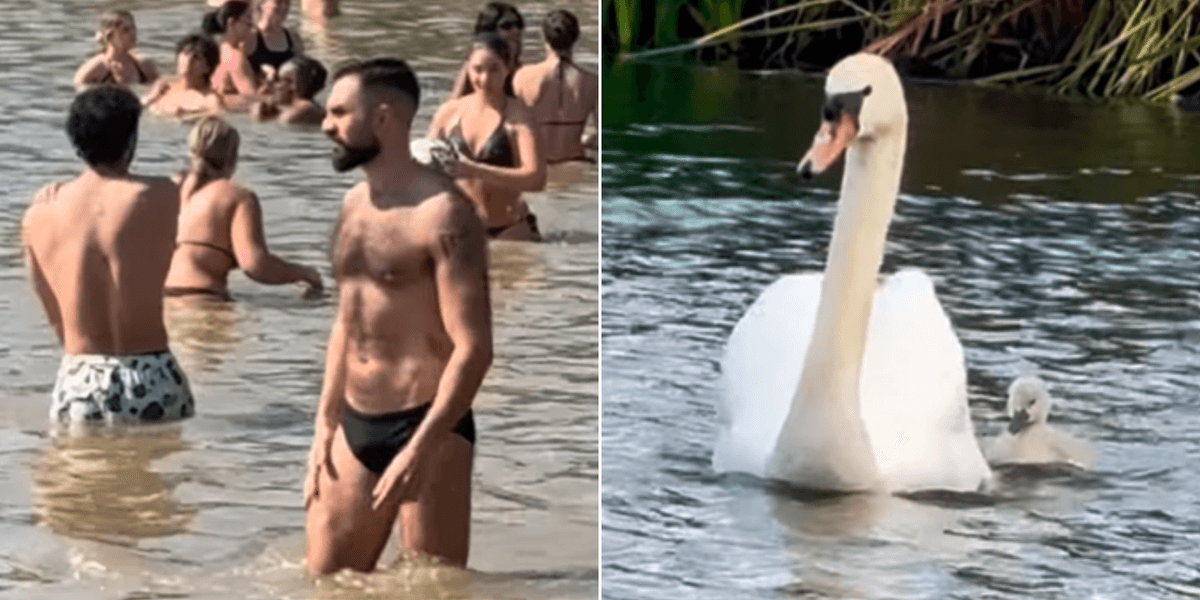 Swimmers slammed for disturbing swans after heatwave plunge in London pond Swimmers slammed for disturbing swans after heatwave plunge in London pond