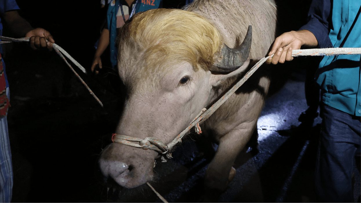 ‘Donald Trump buffalo’ SAVED from Eid slaughter after Bangladesh steps in