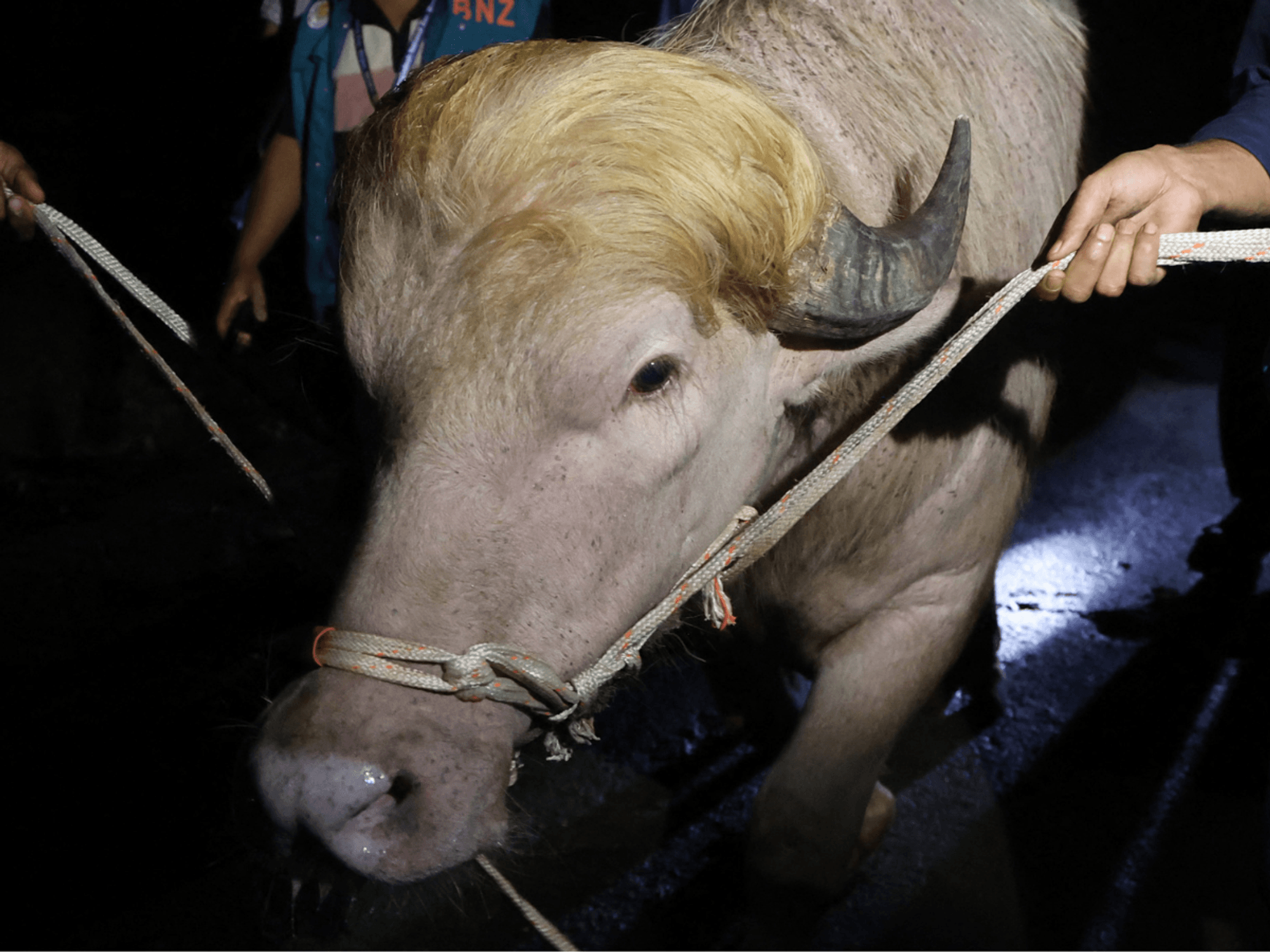 ‘Donald Trump buffalo’ SAVED from Eid slaughter after Bangladesh steps in