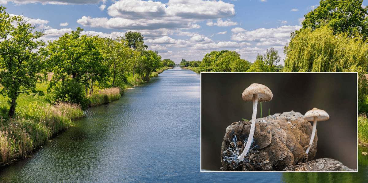 Mushrooms could be deployed in rivers to filter out sewage, scientists reveal