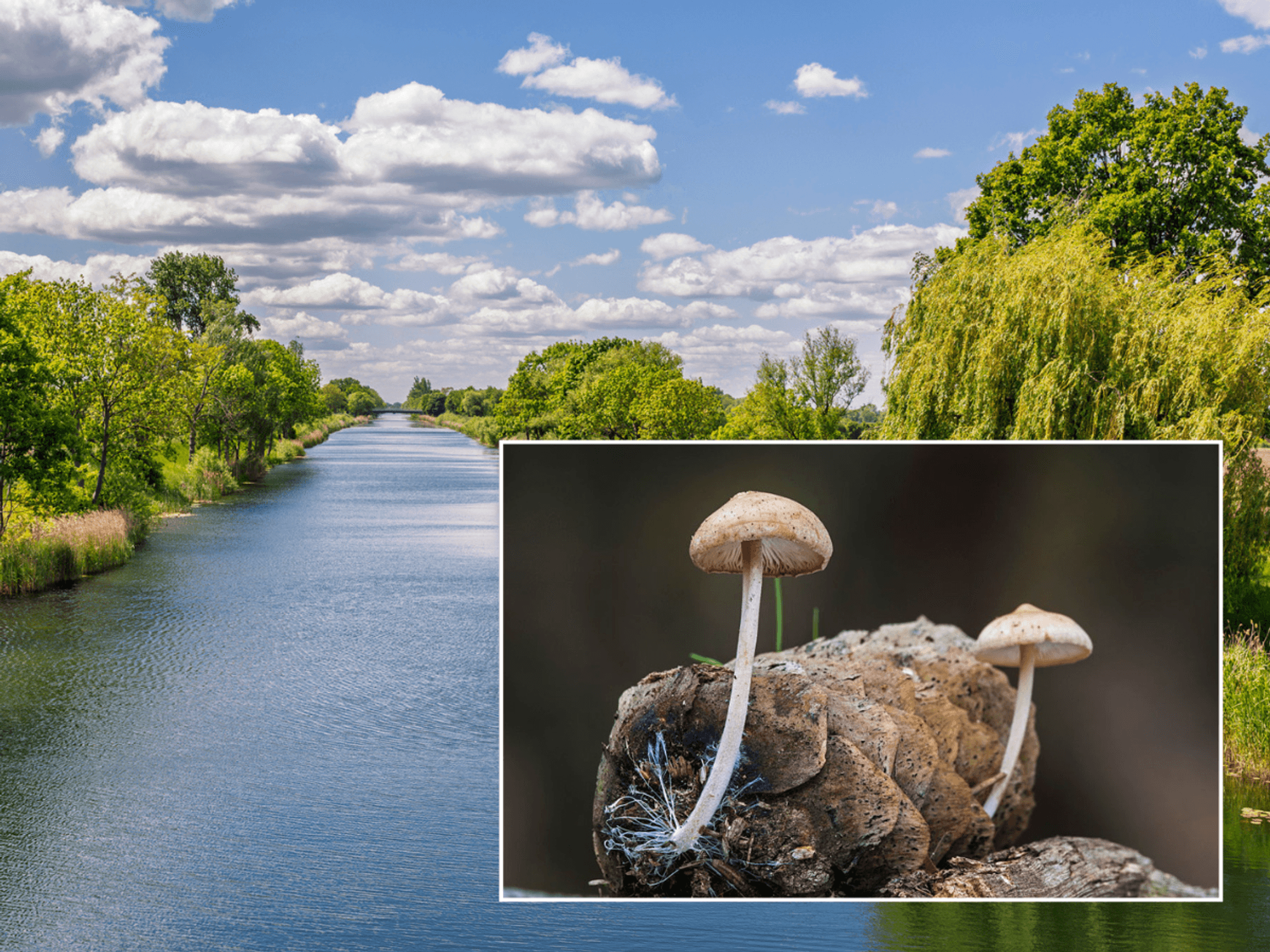 Mushrooms could be deployed in rivers to filter out sewage, scientists reveal