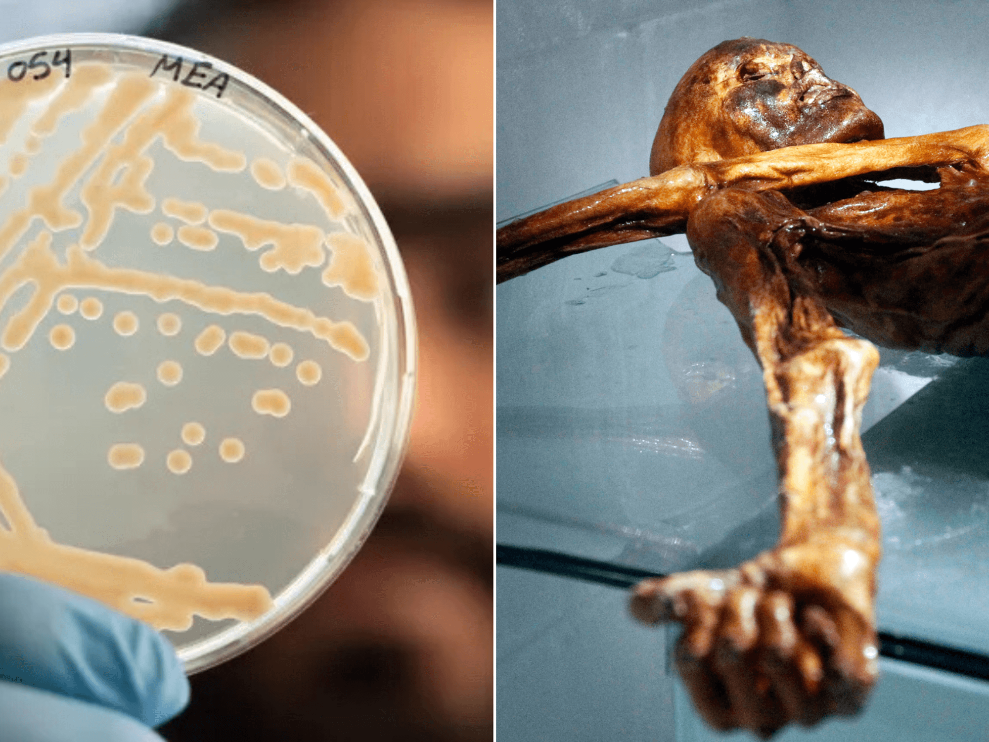 Italian scientists make 'very good' sourdough from famous mummy's GUTS