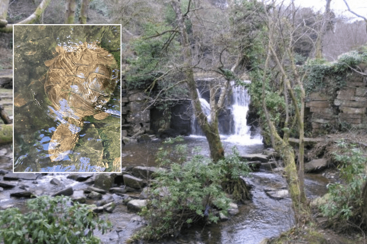 'Extremely dangerous' snapper turtle spotted in Welsh beauty spot as locals urged to back away