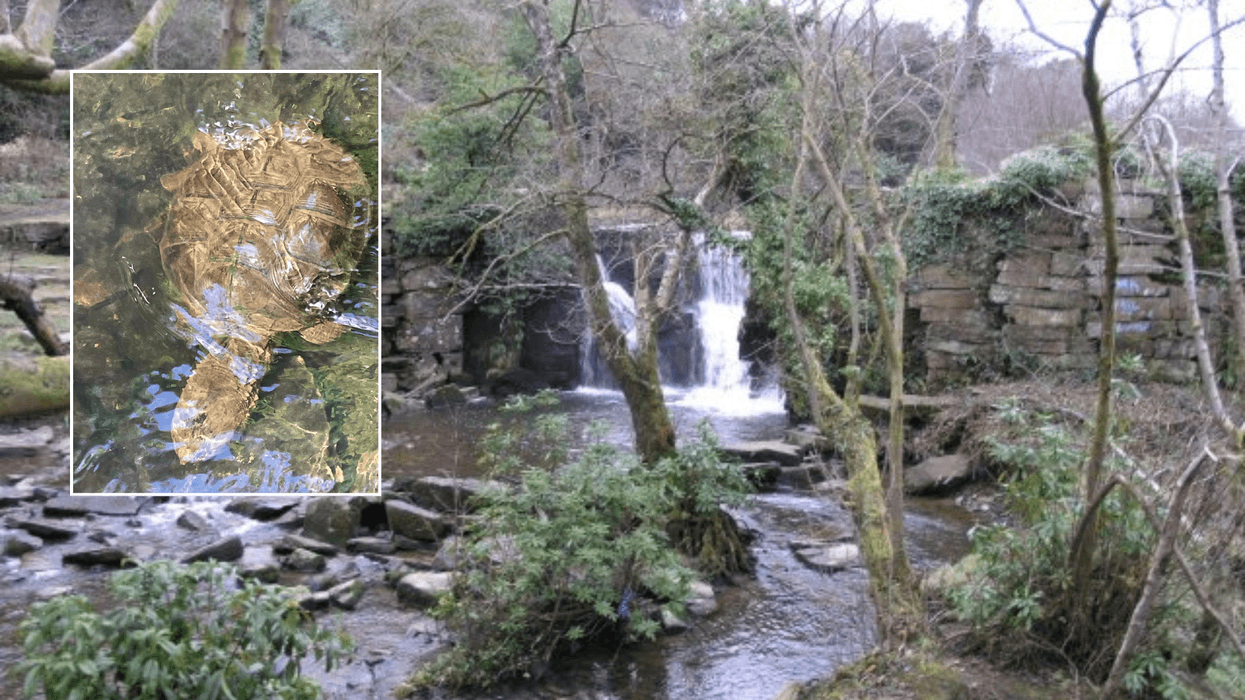 'Extremely dangerous' snapper turtle spotted in Welsh beauty spot as locals urged to back away