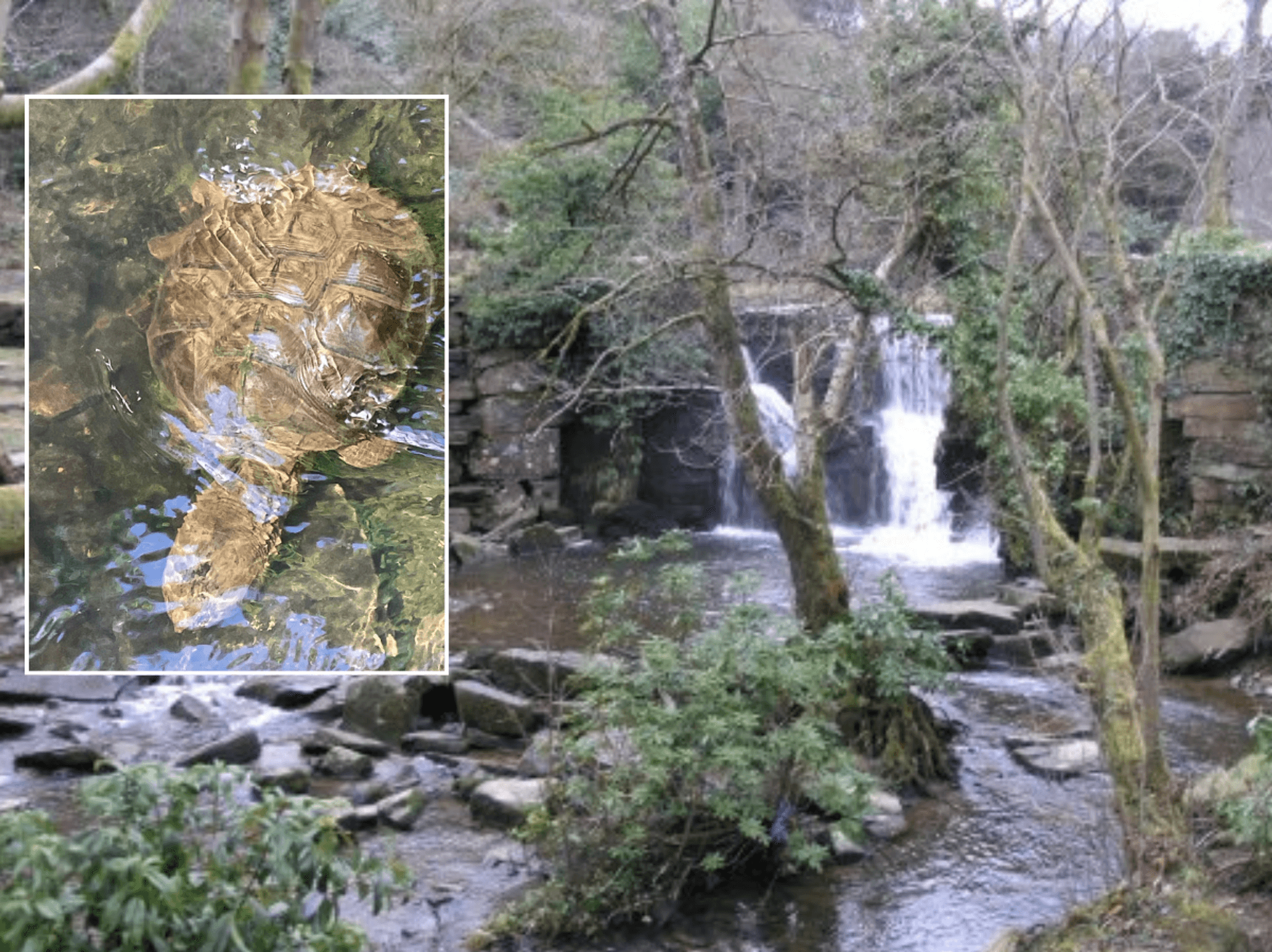 'Extremely dangerous' snapper turtle spotted in Welsh beauty spot as locals urged to back away