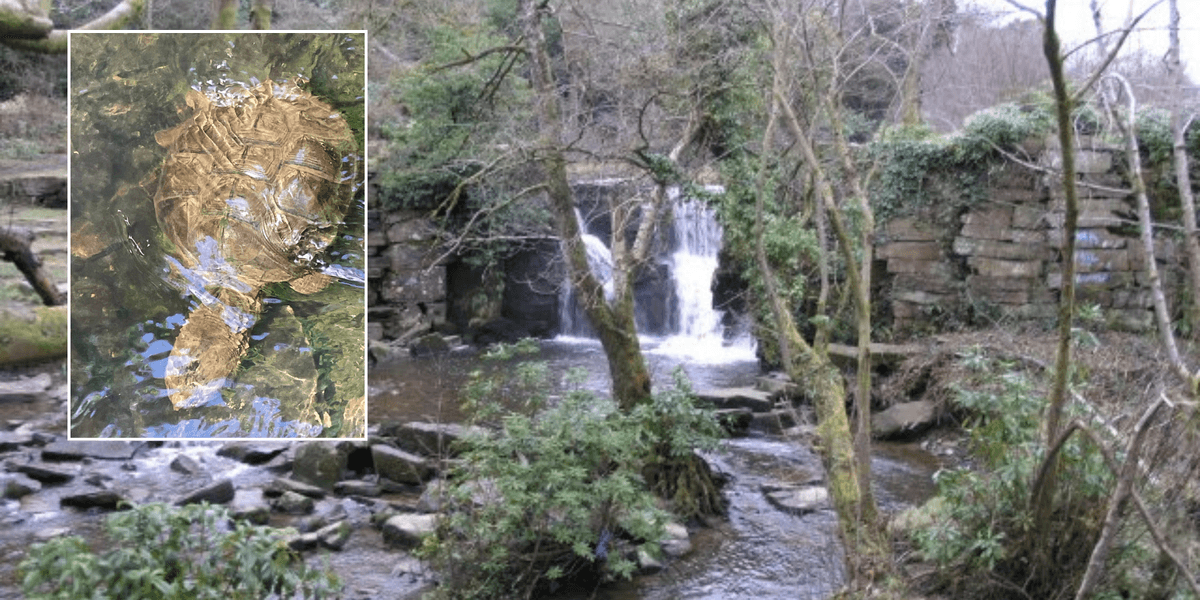‘Extremely dangerous’ snapper turtle spotted in beauty spot as locals urged to back away ‘Extremely dangerous’ snapper turtle spotted in beauty spot as locals urged to back away